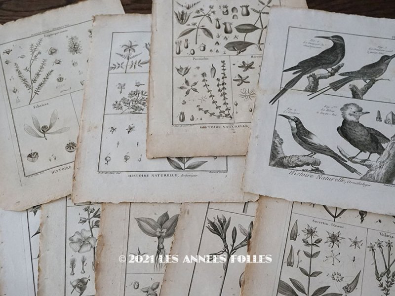 画像1: アンティーク ＊蚤の市セット＊ 18世紀 鳥　＆　植物の版画　9点のセット
