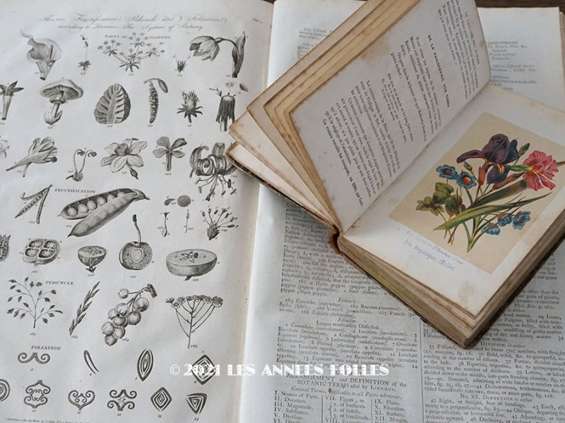 画像1: アンティーク ＊蚤の市セット＊ 1789年植物学の冊子 & 1876年花言葉の本のセット