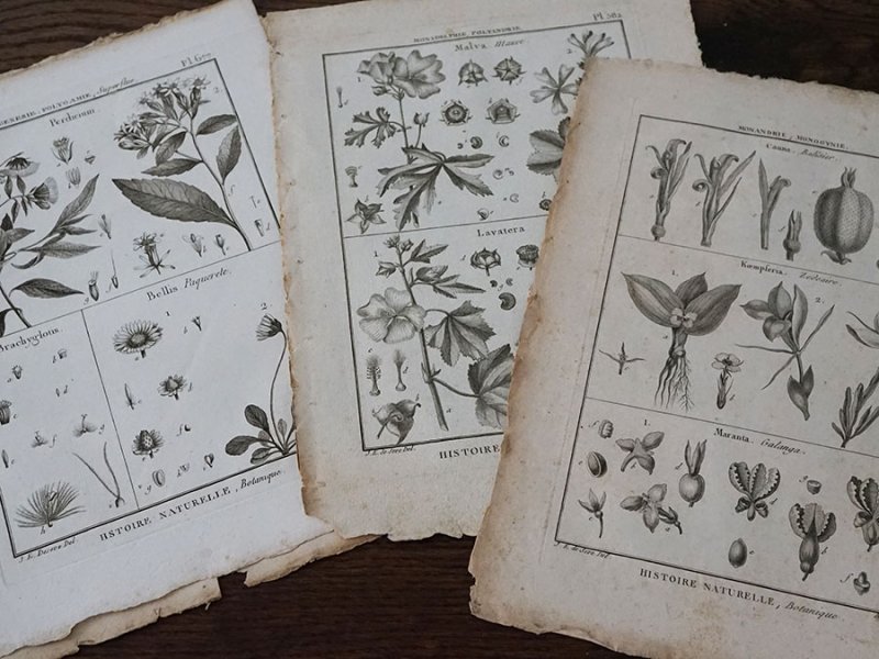 画像3: アンティーク ＊蚤の市セット＊ 18世紀 鳥　＆　植物の版画　9点のセット