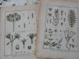 画像4: アンティーク ＊蚤の市セット＊ 18世紀 鳥　＆　植物の版画　9点のセット (4)