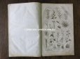 画像12: アンティーク ＊蚤の市セット＊ 1789年植物学の冊子 & 1876年花言葉の本のセット
