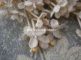 画像7: アンティーク  ホワイトライラックの布花