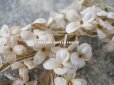 画像11: アンティーク  ホワイトライラックの布花