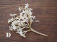 画像8: アンティーク  ホワイトライラックの布花