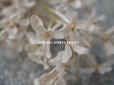 画像5: アンティーク  ホワイトライラックの布花