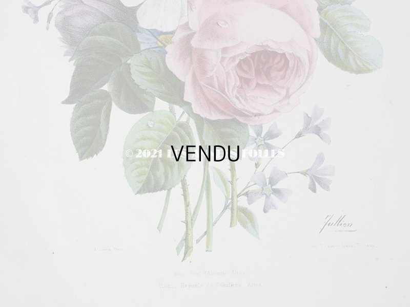 画像5: アンティーク 版画 植物画 薔薇 & ムクゲ & デルフィニウム