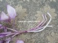 画像3: アンティーク ライラックの布花  