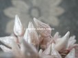 画像4: アンティーク 花芯 ペップ パール加工 パウダーピンク色 布花用の花芯 　約68ピース