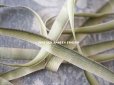 画像4: 1900年代 アンティーク シルク製 リボン メタル糸の縁取り グリーンのグラデーション  7~7.5mm幅   (4)