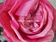 画像3: アンティーク ピンクの薔薇の大きな布花 コサージュ クオーター・ロゼット咲き
