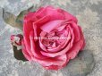 画像2: アンティーク ピンクの薔薇の大きな布花 コサージュ クオーター・ロゼット咲き (2)