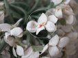画像6: アンティーク 白菫の布花　約75輪
