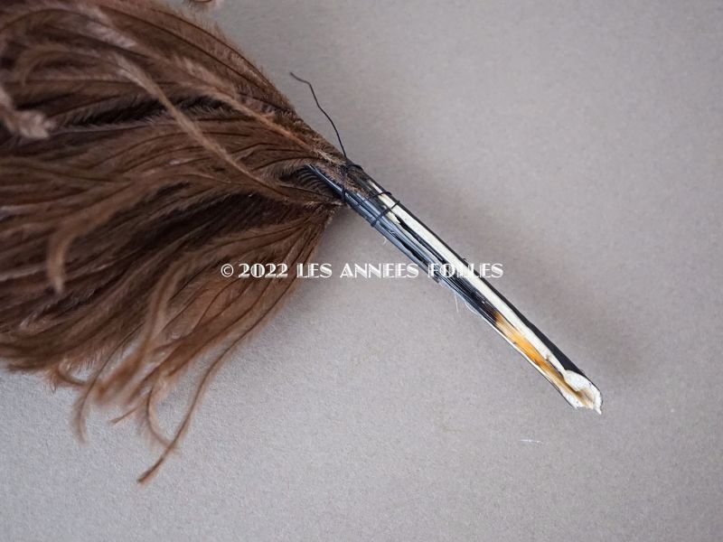 画像4: 1900年頃 アンティーク フェザー チョコレートブラウン 羽飾り