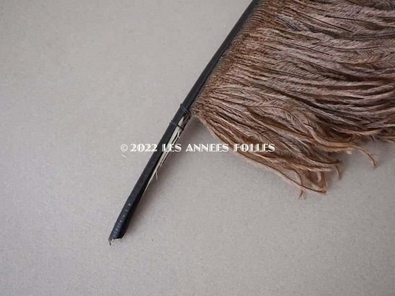 画像3: 1900年頃 アンティーク フェザー チョコレートブラウン 羽飾り