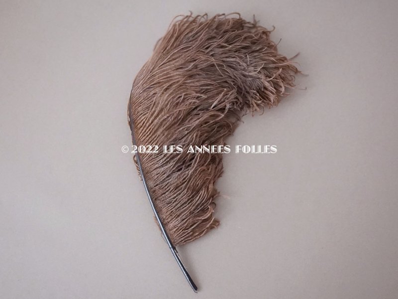 画像6: 1900年頃 アンティーク フェザー チョコレートブラウン 羽飾り