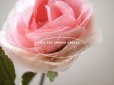 画像4: 1900年代 アンティーク　シルク製 薔薇の布花 ピンク (4)
