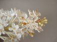 画像3: アンティーク  ホワイトライラックの布花 (3)