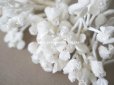 画像5: アンティーク  ベルベットの布花 ホワイト
