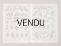 1910年代 アンティーク ボンマルシェのカタログ 布花＆フェザー＆リボン - AU BON MARCHE -