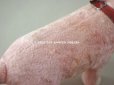 画像15: アンティーク 犬のぬいぐるみ　ピンク