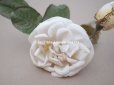 画像11: 19世紀 アンティーク 白薔薇の布花 