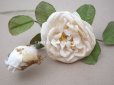 画像15: 19世紀 アンティーク 白薔薇の布花  (15)
