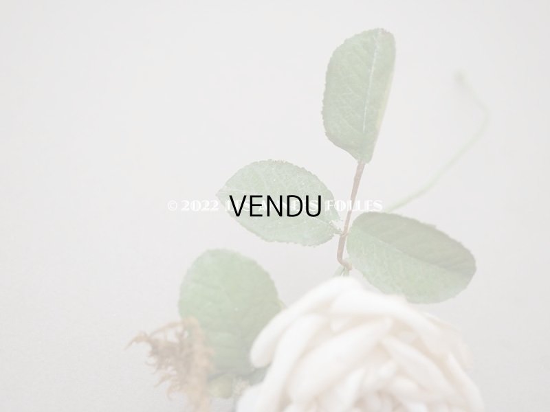 画像4: 19世紀 アンティーク 白薔薇の布花 