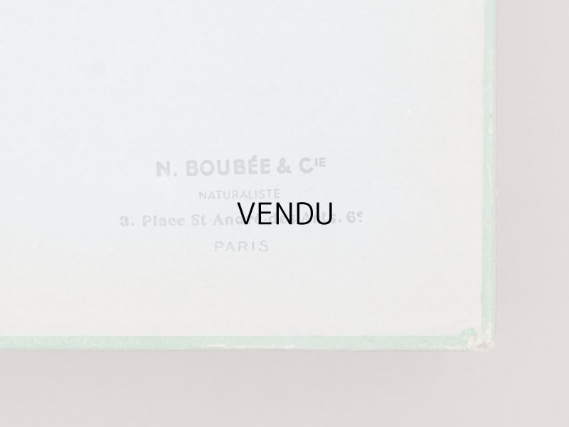 画像9: アンティーク プレザントワール 博物標本用 ガラスケース - N.BOUBÉE & Cie -