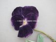 画像2: アンティーク  パンジーの布花 ベルベット 深紫 (2)