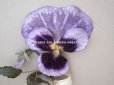 画像2: 1900年頃 未使用　アンティーク パンジーの布花 ラベル付 ラヴェンダー＆紫 (2)