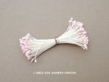 アンティーク ペップ パウダーピンク 花芯 