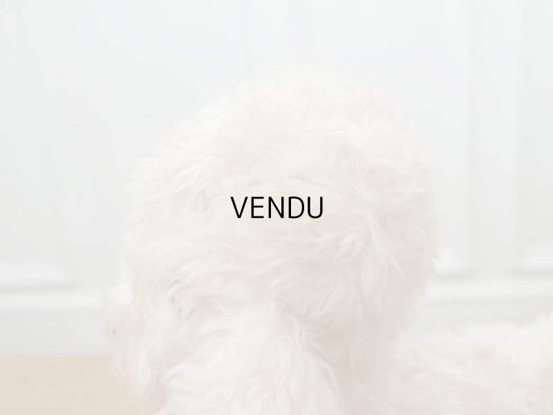 画像6: アンティーク 子羊のぬいぐるみ ブルーアイ