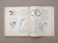 画像15: 1900年発刊 アンティーク 刺繍とレースの本 BRODERIE & DENTELLE LECONS PRATIQUES PAR COUSINE CLAIRE - FRANCOIS TEDESCO, EDITEUR PARIS-