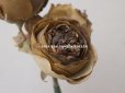 画像7: 未使用 ラベル付き アンティーク シルク製 薔薇の布花 カーキブラウン