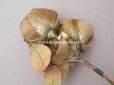 画像10: 未使用 ラベル付き アンティーク シルク製 薔薇の布花 カーキブラウン