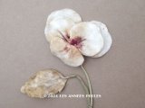 1900年頃 アンティーク パンジーの布花 ホワイトベージュ