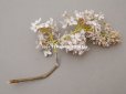 画像5: アンティーク ライラックの布花 パウダーピンク