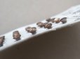 画像6: アンティーク マザーオブパール製 極小 ボタン 5mm 24ピース シェルボタン ブラウン