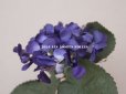 画像6: アンティーク 菫の布花 シルク製