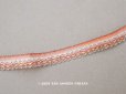 画像1: 19世紀末 アンティーク  シルク製 フリル付 トリム  11mm幅  (1)