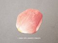 アンティーク パフュームカード 薔薇の花びら PETALE DE ROSE - G.LEMOINE PARIS -