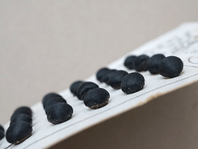 画像13: アンティーク シルクサテンのくるみボタン 8mm 黒 24ピース NOUVEAUTE - UNIS FRANCE -