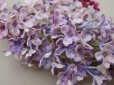 画像6: アンティーク ライラックの大きな布花 ベルベット 薄紫 ラベル付き