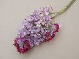 画像2: アンティーク ライラックの大きな布花 ベルベット 薄紫 ラベル付き (2)