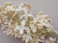 画像4: アンティーク ライラックの大きな布花 エクリュ ラベル付き
