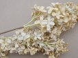 画像5: アンティーク ライラックの大きな布花 エクリュ ラベル付き