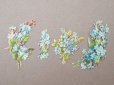 画像3: 1900年頃 アンティーク 勿忘草 ダイカットクロモ 9点のセット (3)