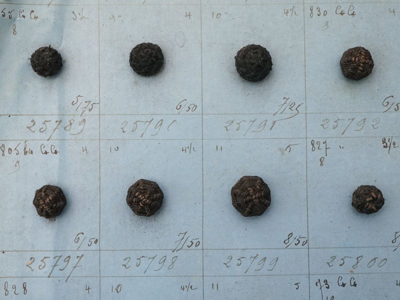 画像4: 19世紀 アンティーク小さなくるみボタンのサンプラー 80ピース