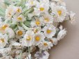画像6: アンティーク デイジーの布花 大きなブーケ 約80輪