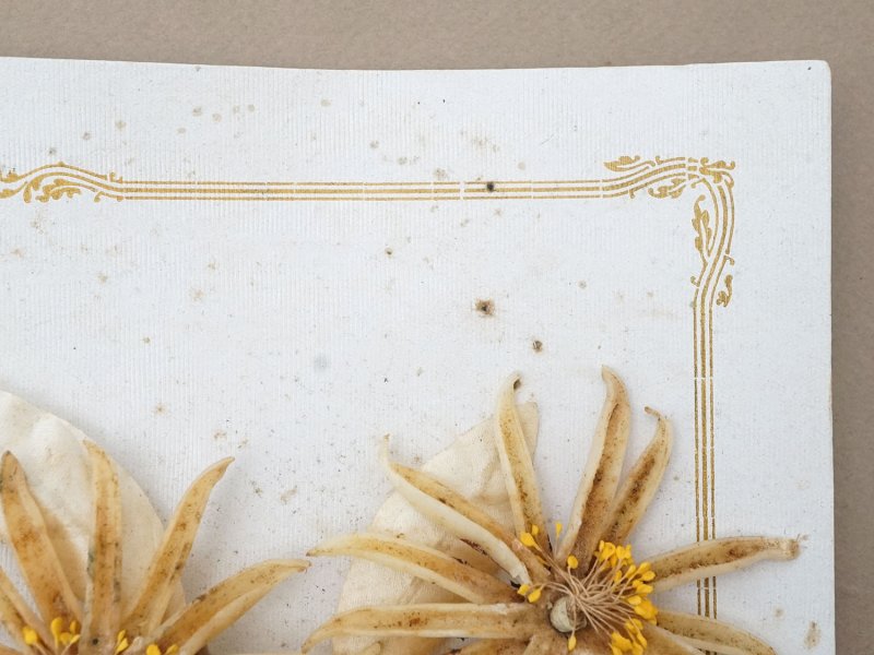 画像7: アンティーク 台紙付 ワックスフラワーのブーケ